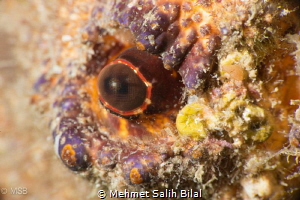 The eye of Scyllarides Latus. Nikon D800 + Nikkor 105 + N... by Mehmet Salih Bilal 